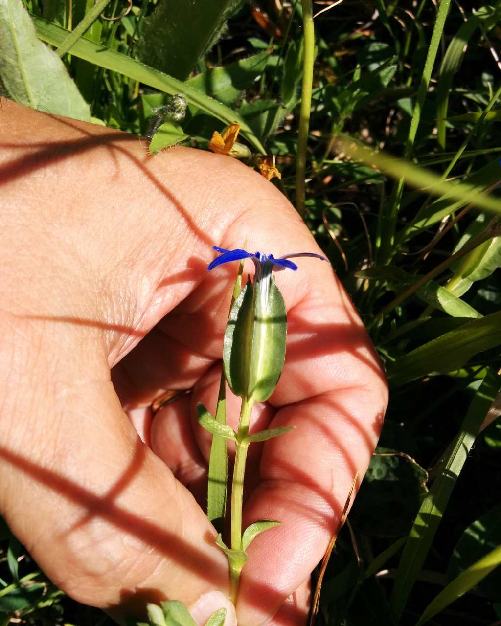 Gentiana utriculosa